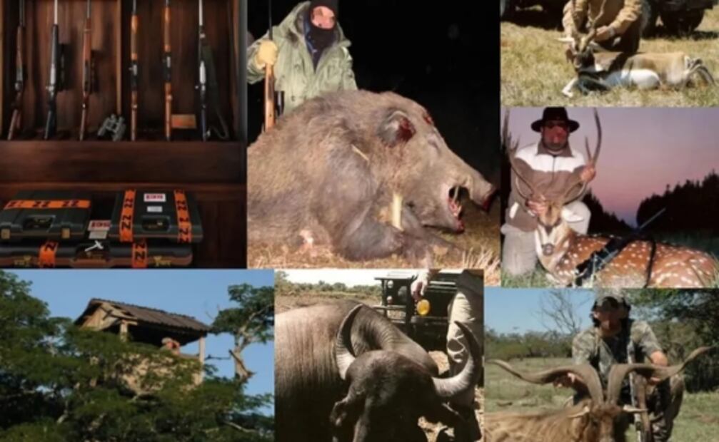 ¿Búfalos en Argentina? Cuál es el origen del ejemplar que atacó al cazador mexicano