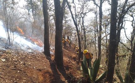 Reportan casi controlados incendios forestales en altas montañas de Veracruz
