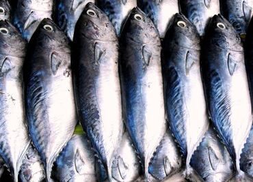 iPescado, para comprar pescados y mariscos mexicanos sostenibles