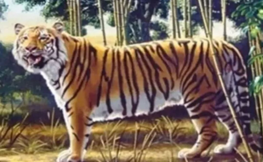 ¿Dónde está el segundo tigre? El desafío visual que solo el 1% logra descubrir
