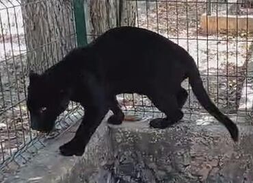 Se reporta descuido en el Zoológico de Tizimín; afecta a un jaguar