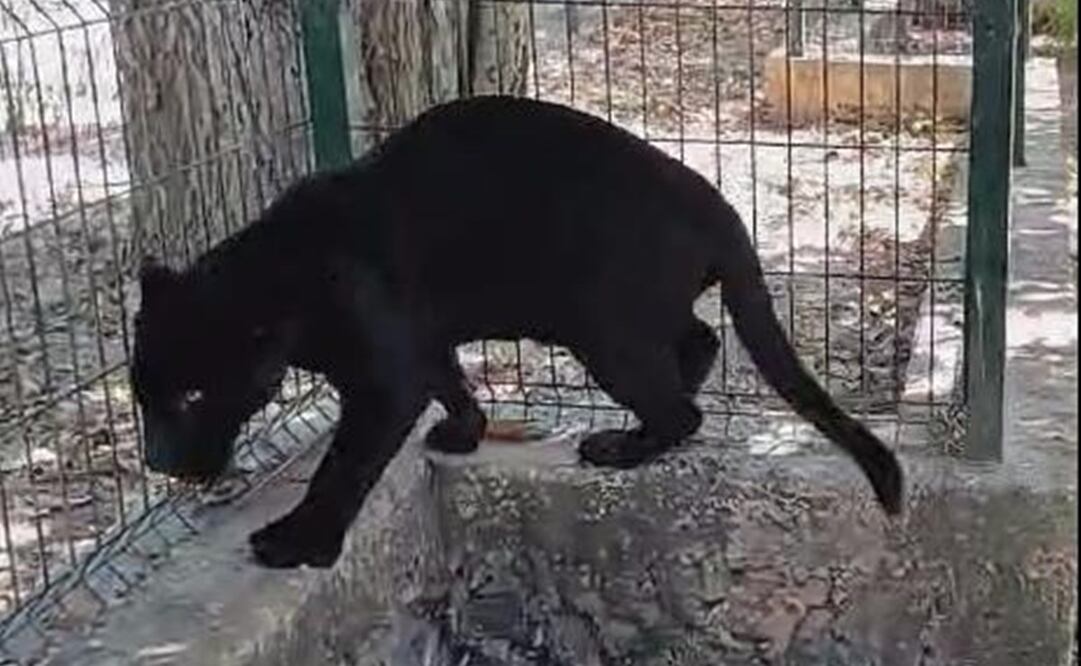 La Profepa aseguró a un jaguar negro que no fue atendido de manera adecuada en el zoológico de Tizimín. Foto: especial