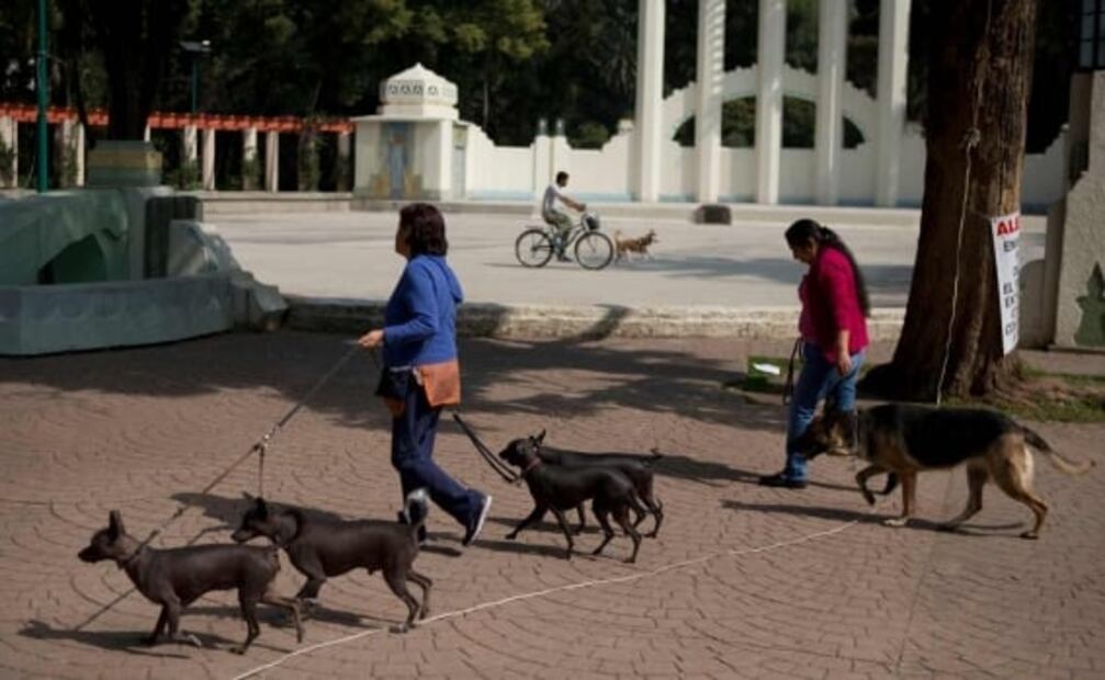 Estos son los mejores parques para perros en CDMX y Zona Metropolitana