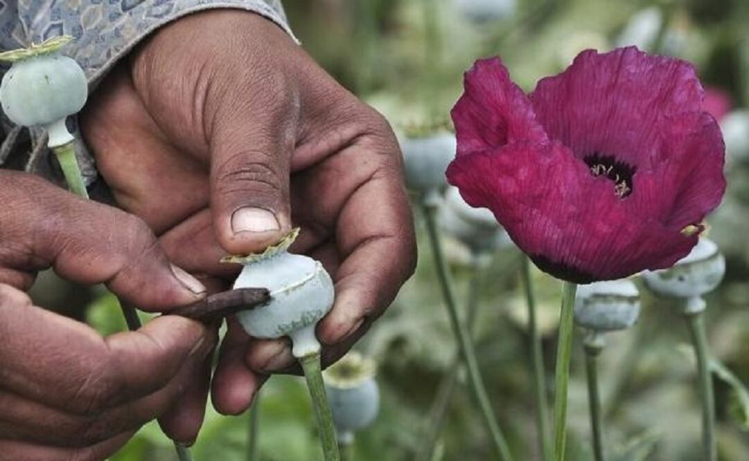 The governor of Guerrero has said that regulating the use of the poppy for medical purposes would bring to an end the dispute among organized crime groups that produce it. (Photo: Reuters)