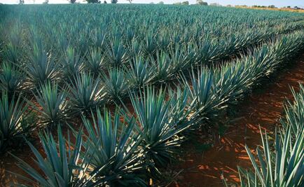 Características geológicas dan a México la exclusividad de producir tequila 