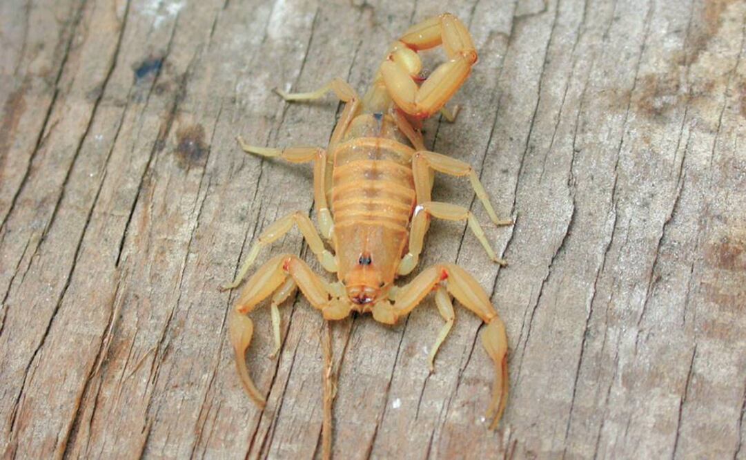 Lourival Possani Postay desde hace 41 años desarrolla avances en la bioquímica y biología molecular de esta sustancia en México. Foto: Archivo