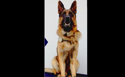 Policía Federal presenta a Douglas, perro rescatista