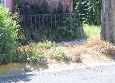 Hallan cadáver de mujer baleado y maniatado en jardinera de Coacalco