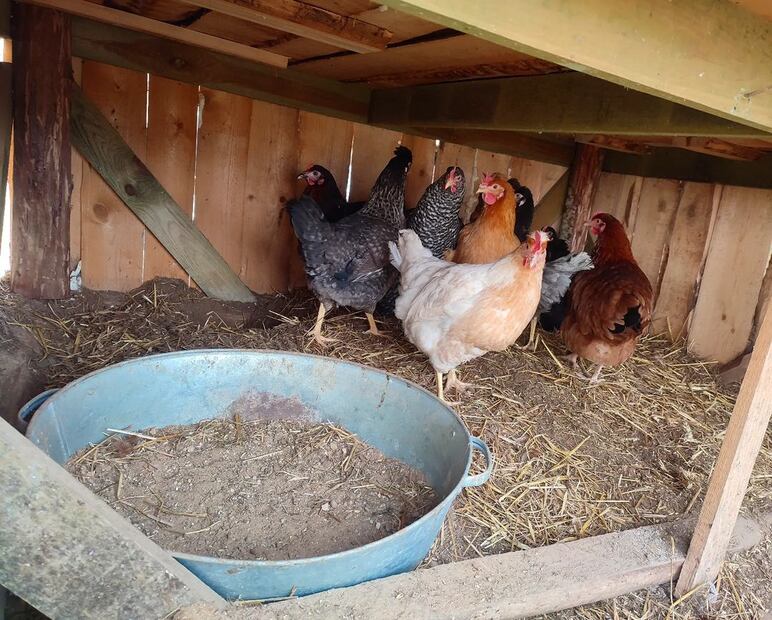 Un hombre dejó un pollo vivo en una tienda  (Fuente Instagram @egg.landia)