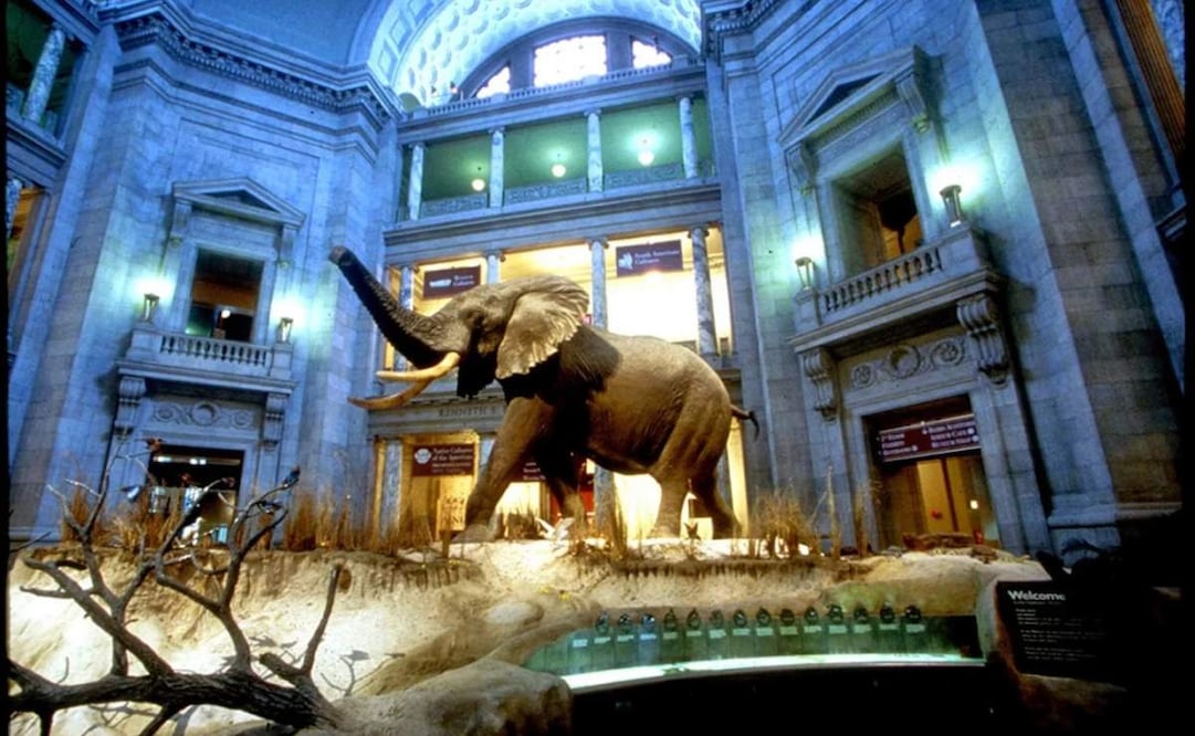 Museo de Historia Natural. (19/0825) Foto: Smithsonian National Museum of Natural History