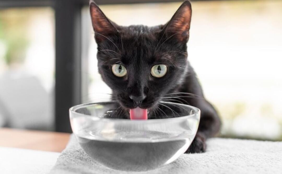 Bebederos para gatos. Fuente: Freepik