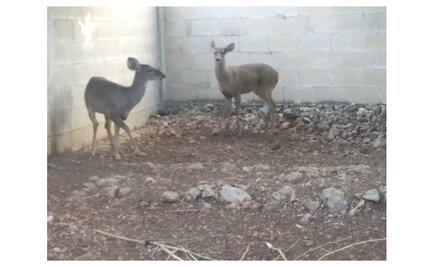 Aseguran dos venados cola blanca en Mérida