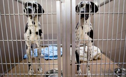 Condenan envenenamiento masivo de perros en refugios de Ecuador