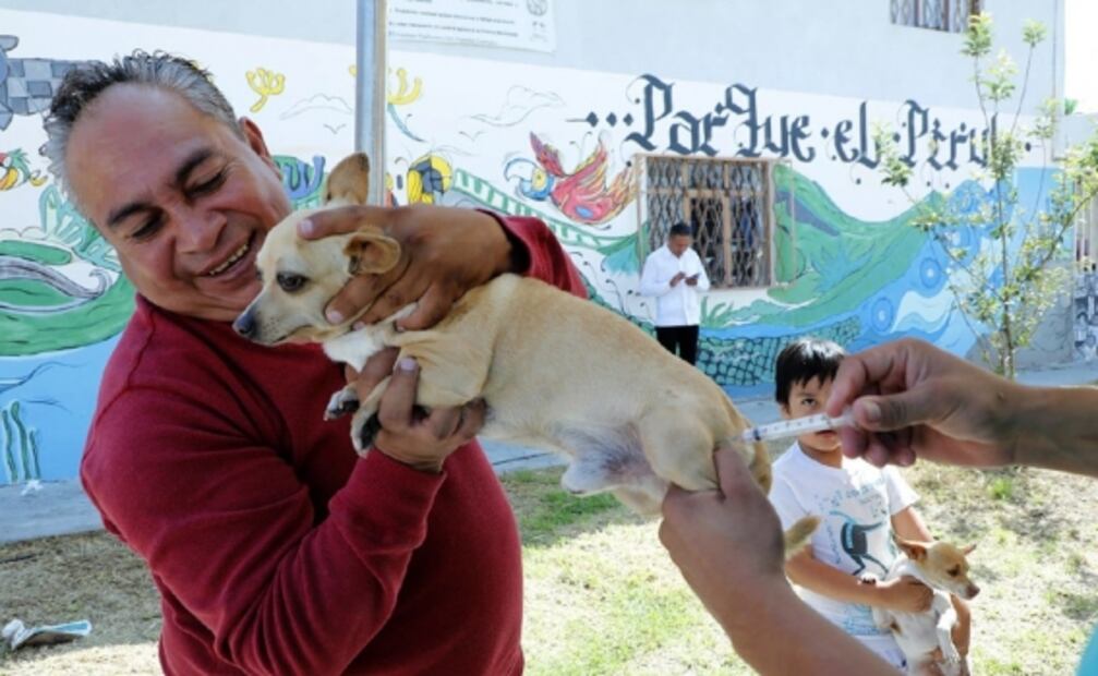 En 4 meses, Departamento de Protección Animal de Puebla logra 66 adopciones