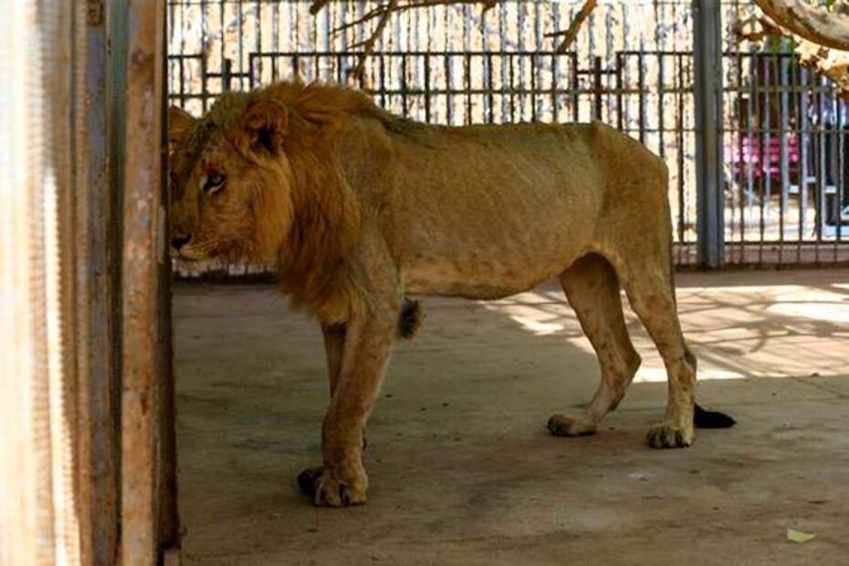 Muere uno de los cinco leones desnutridos de un zoológico en Sudán