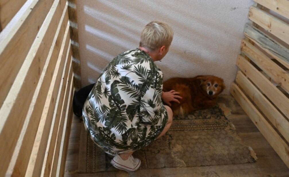 Perritos y gatitos esperan en refugio temporal un nuevo hogar en plena guerra en Ucrania
