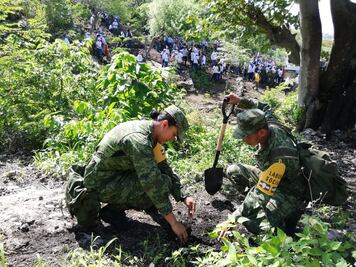 Reforestan 8.5 hectáreas desalojadas del Cañón del Sumidero 