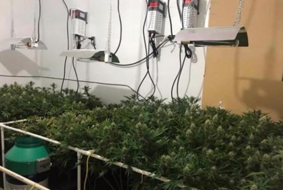 Desmantelan dos invernaderos de marihuana en predios de Monterrey