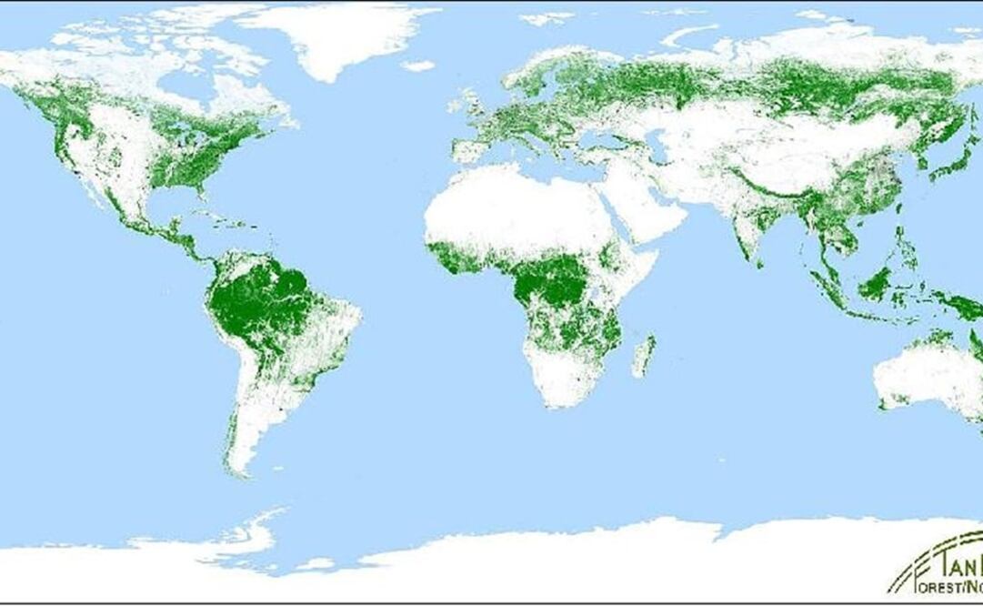 Mapa global de bosques/ Imagen DLR