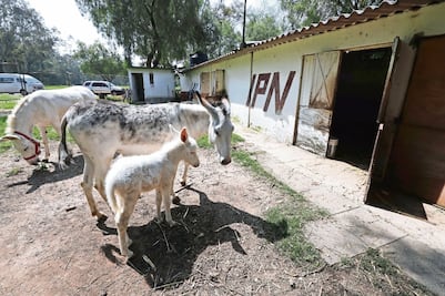 “La burrería” tiene un nuevo inquilino