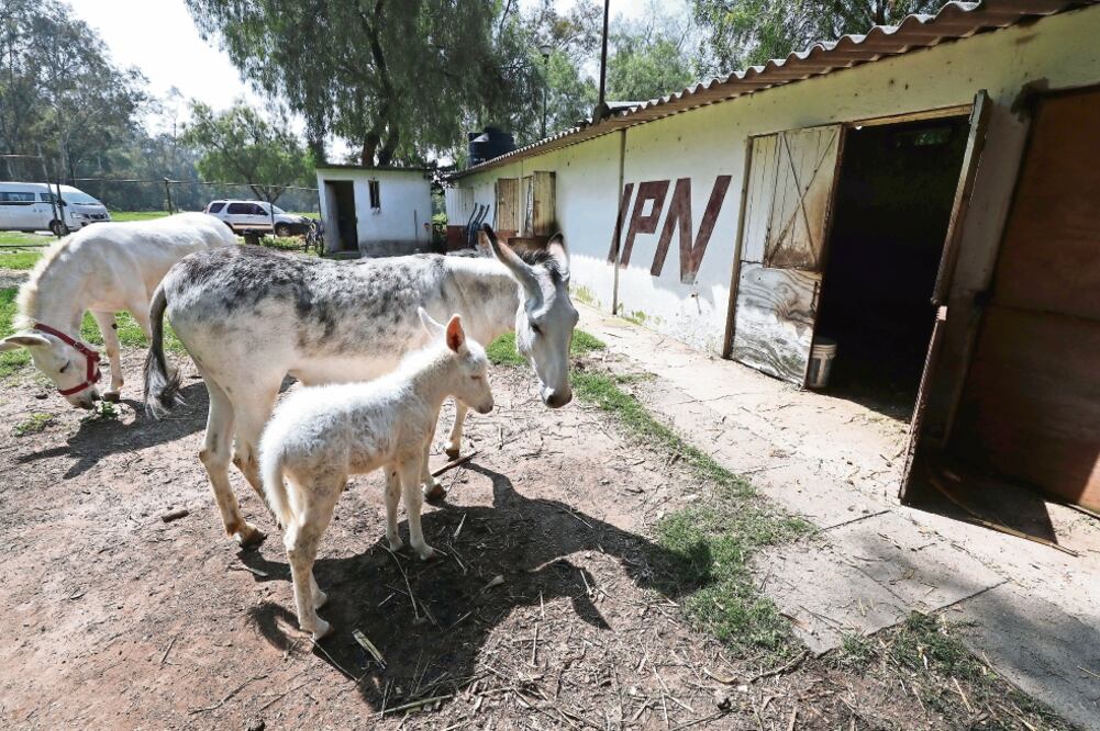 Los nombres que más mencionan para el borriquito son: Polito, Tesla, Poli, Lázaro, Lazarito, Nico y Tata (FOTOS: IRVIN OLIVARES. EL UNIVERSAL)