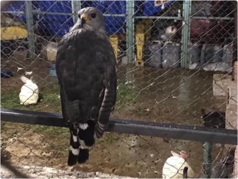 Aseguran caballos pura sangre en rancho de presunto líder de "Los Rojos" en Puebla