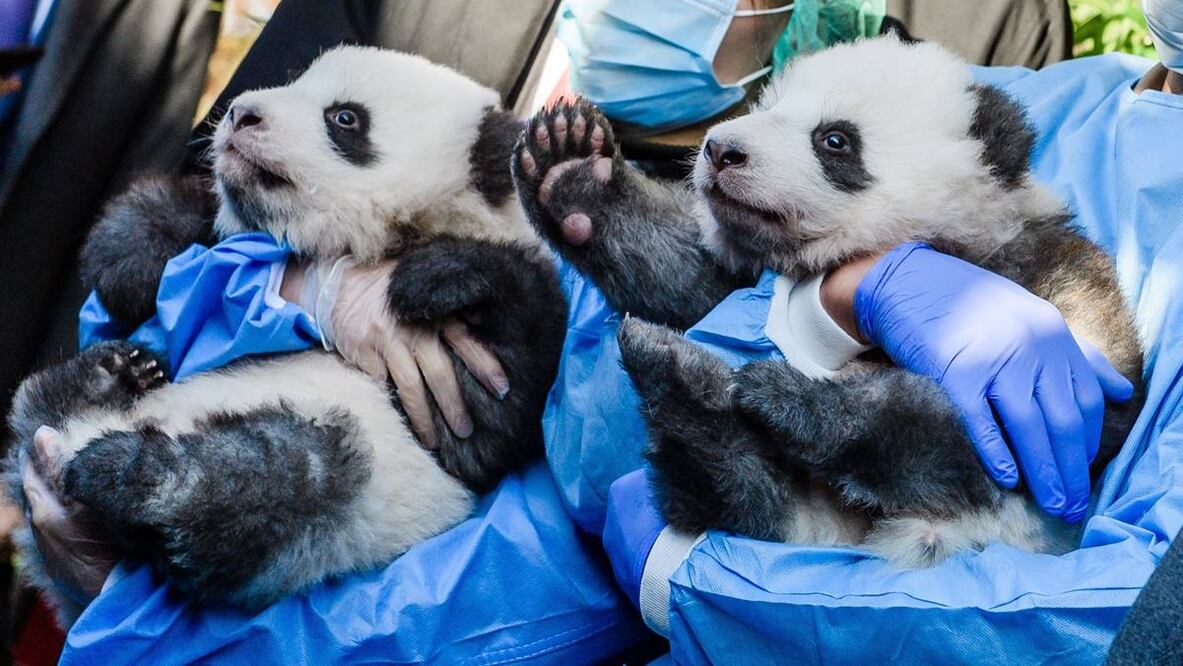 Pandas gemelos en Alemania (Foto: EFE)