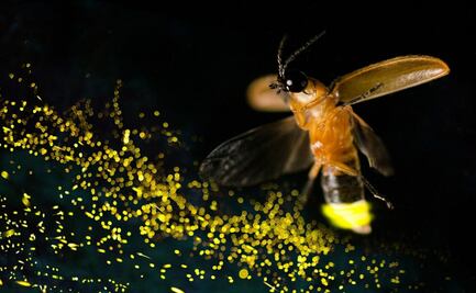 ¿Por qué las luciérnagas están en peligro de extinción? Esto dicen los científicos