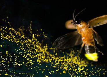 ¿Por qué las luciérnagas están en peligro de extinción? Esto dicen los científicos