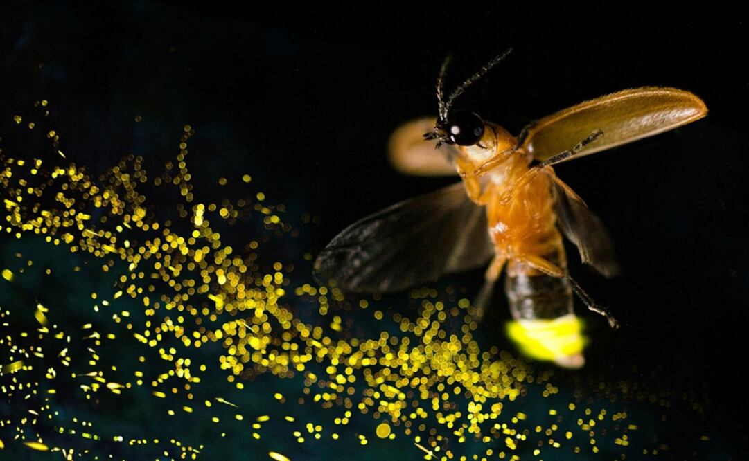 El cambio climático, la deforestación, la invasión de su hábitat, entre otros, son los principales factores que están apagando a las luciérnagas en el mundo. Foto: National Geographic, Xinhua Fu