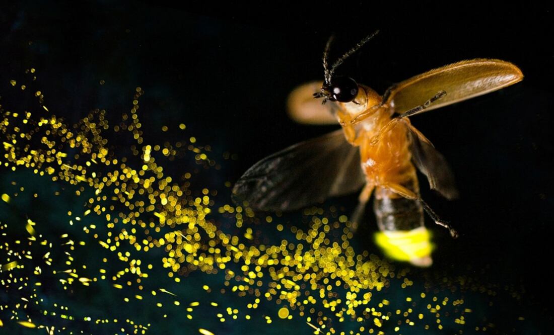 El cambio climático, la deforestación, la invasión de su hábitat, entre otros, son los principales factores que están apagando a las luciérnagas en el mundo. Foto: National Geographic, Xinhua Fu