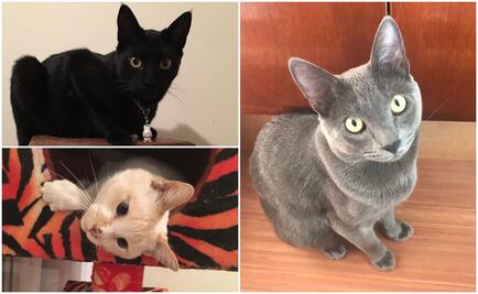 ¿Por qué se festeja hoy el Día del Gato?