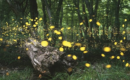 Al rescate de las especies microendémicas