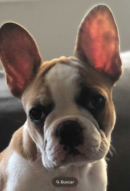 A Frank lo sustrajeron del auto de su dueña, a la altura del kilómetro 48.8. Foto: @MajoMartinezP_