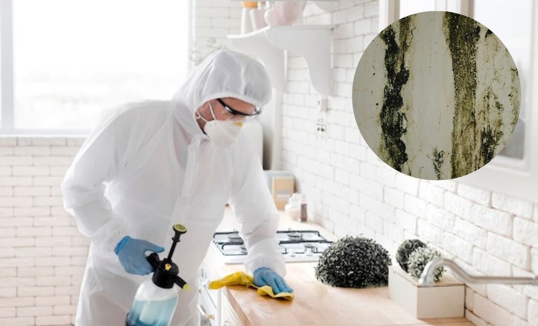 Quitar el moho | Fuente: Freepik.