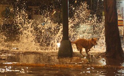 Perro "atrapado" durante lluvia en Iztapalapa se vuelve viral