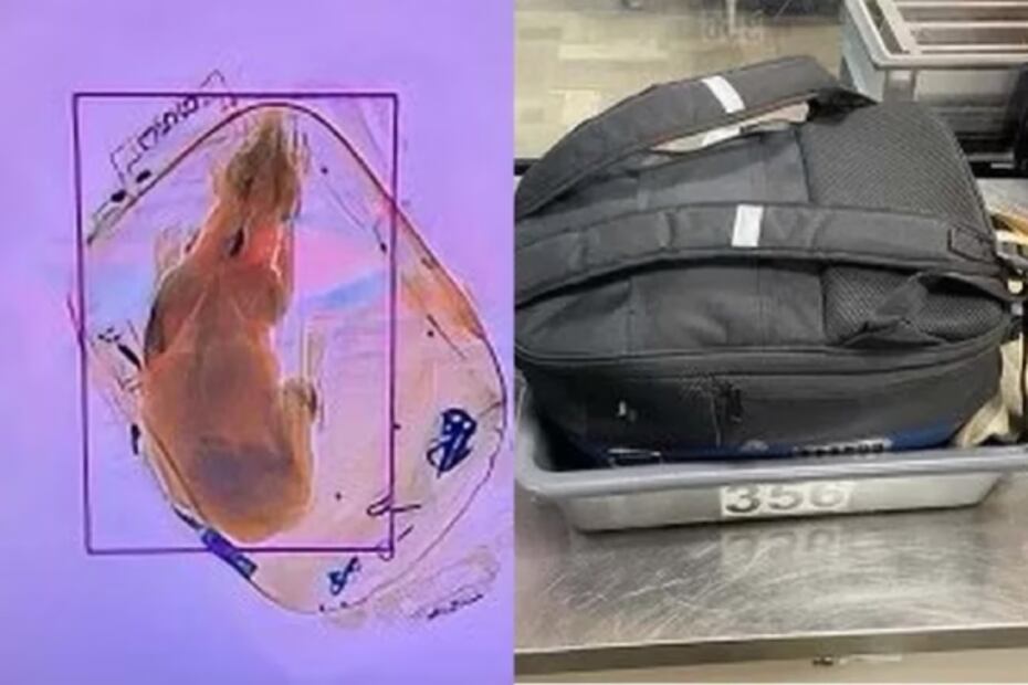 Rayos X expone a un gato dentro de una valija en un aeropuerto de EU: ¡es un error catastrófico!