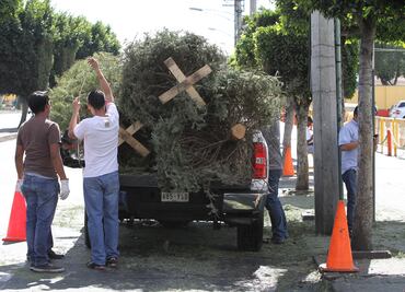 Habilitan tres centros de acopio de árboles de Navidad