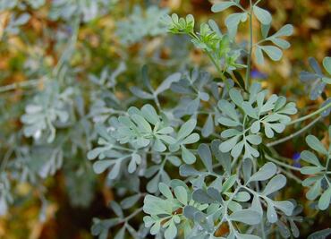 Cuáles son las propiedades curativas de la infusión de ruda