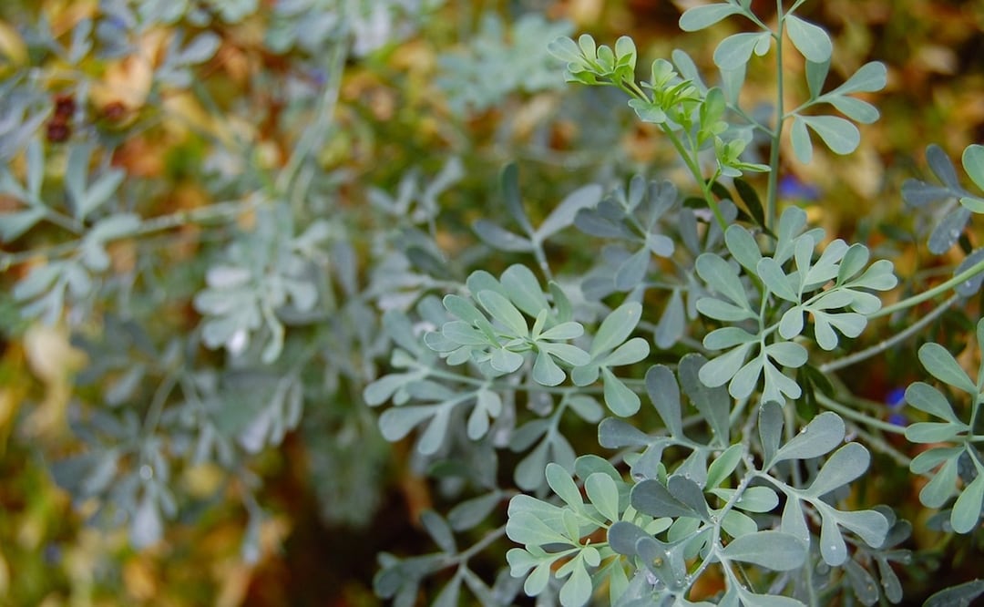 Beneficios de la infusión de ruda. Foto: Pixabay