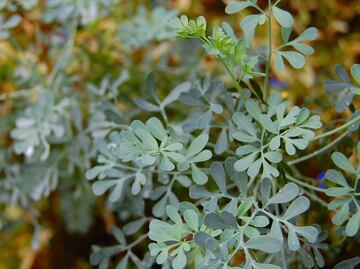 Cuáles son las propiedades curativas de la infusión de ruda
