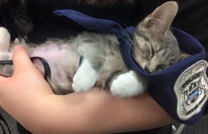 Adorable gatita se convierte en miembro de la Policía en EU