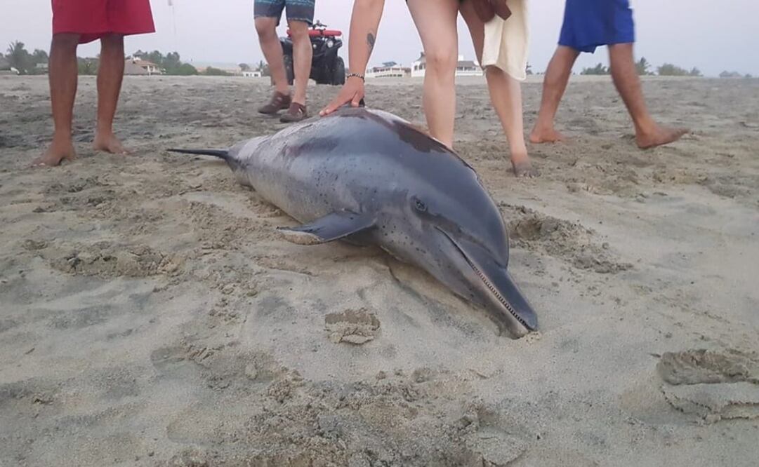 El cetáceo fue localizado el jueves sobre la arena y hasta el momento se desconocen las causas de la muerte. Foto: Especial