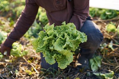 La chinampa, cultivo ancestral y vital para la alimentación