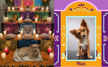 Día de Muertos 2025: ¿cómo hacer un altar virtual para tu mascota con IA?