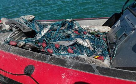 Decomisan 4 totoabas vivas y 15 muertas en Golfo de California