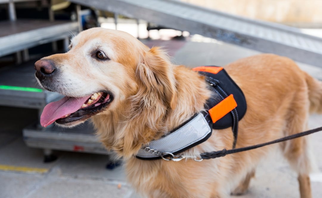 La nueva ley haría una diferencia entre los animales de servicio y los animales de apoyo emocional. Foto: iStock