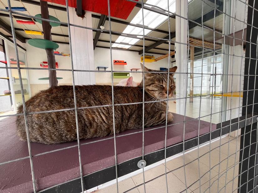 Este espacio significa “esperanza” para gatos rescatados de maltrato animal, por reportes ciudadanos, o en cateos por parte de la policía capitalina. (Foto: Kevin Ruiz)