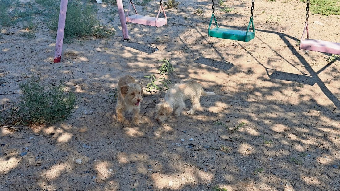 En Juárez no hay un censo o estimado de cuántos perritos son víctimas de maltrato y cuántos han sido abandonados. Foto: Especial