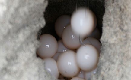 Aseguran 256 partes y derivados de vida silvestre en Tlaxcala